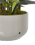 White Orchid in Ceramic Pot for Home Decor