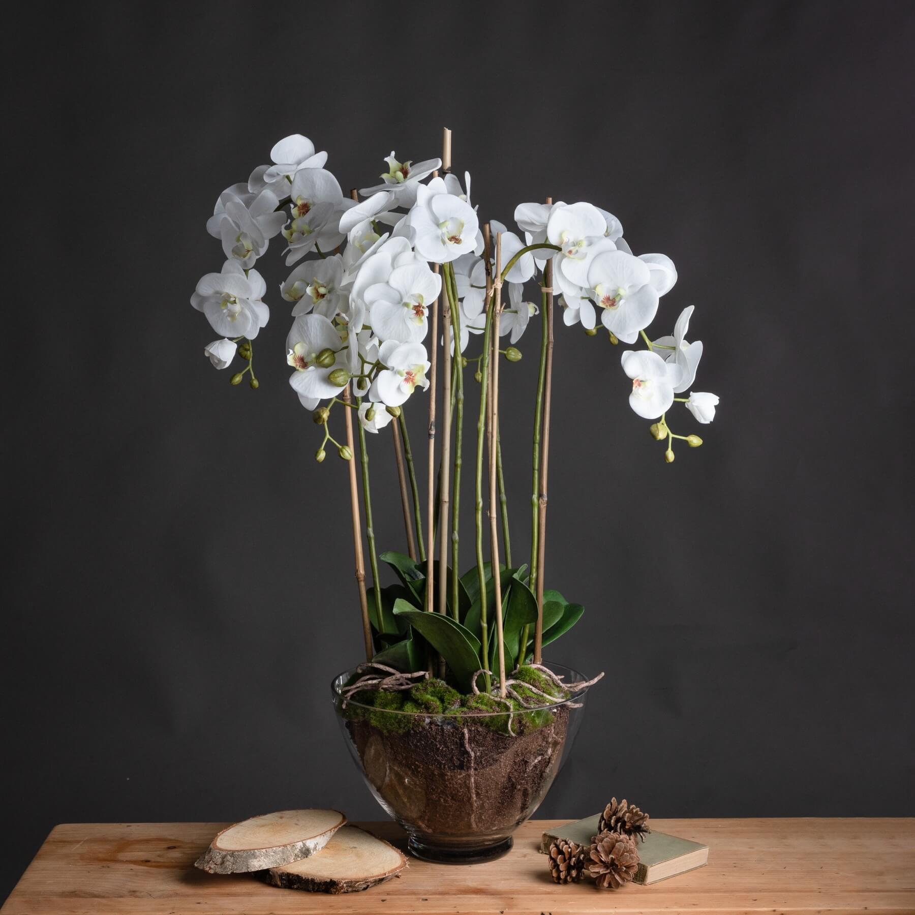 Large white faux orchid in glass pot, realistic blooms and roots, elegant home decor centerpiece by RoomLondon at brixbailey.com