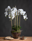 Large white faux orchid in glass pot, realistic blooms and roots, elegant home decor centerpiece by RoomLondon at brixbailey.com