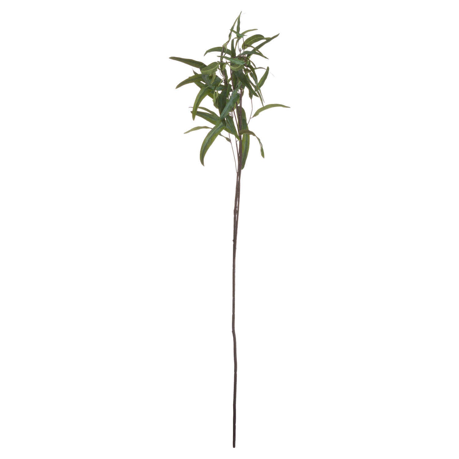 Soothing Eucalyptus Mist for Home Decor
