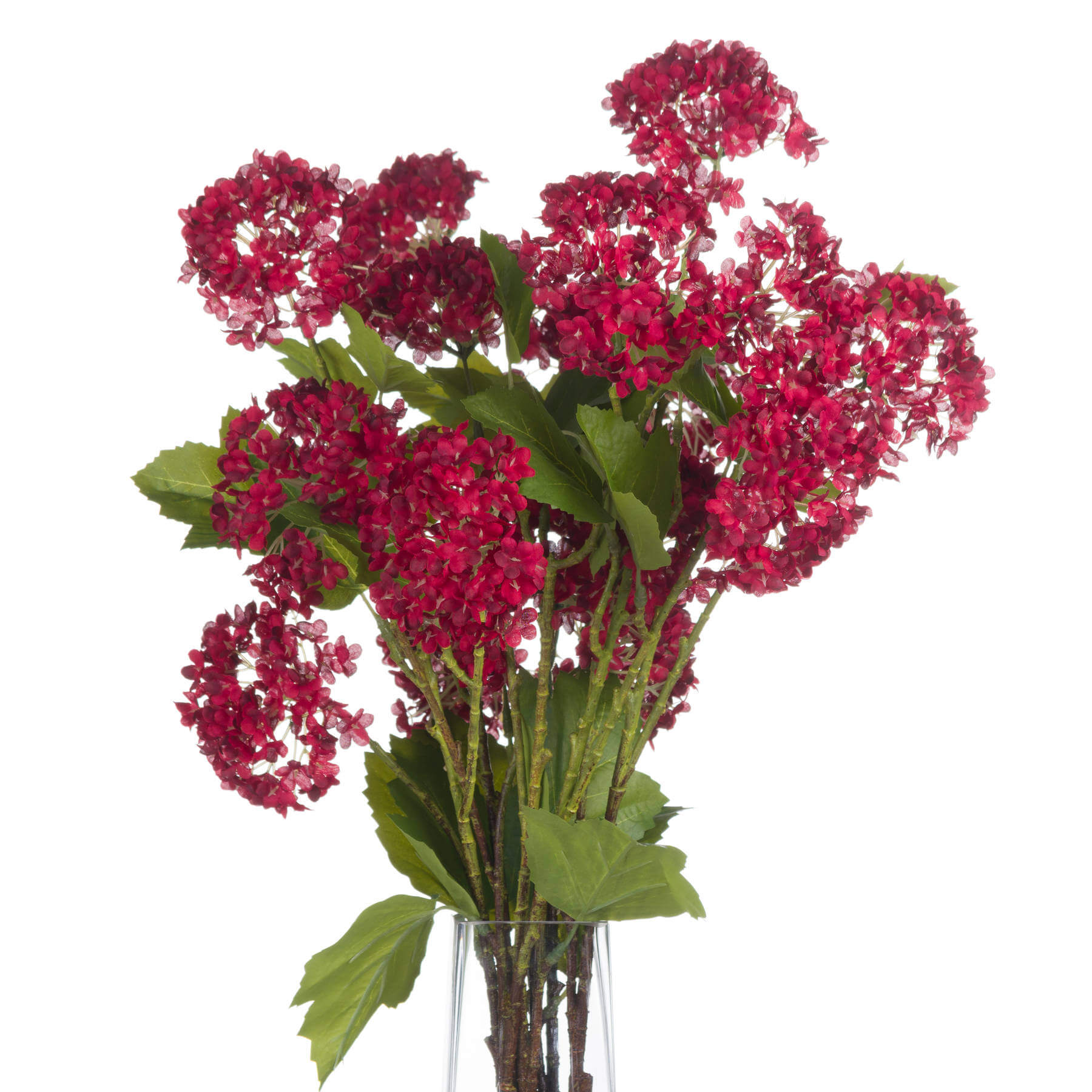 Vibrant Red Viburnum | Stunning Autumn Blooms