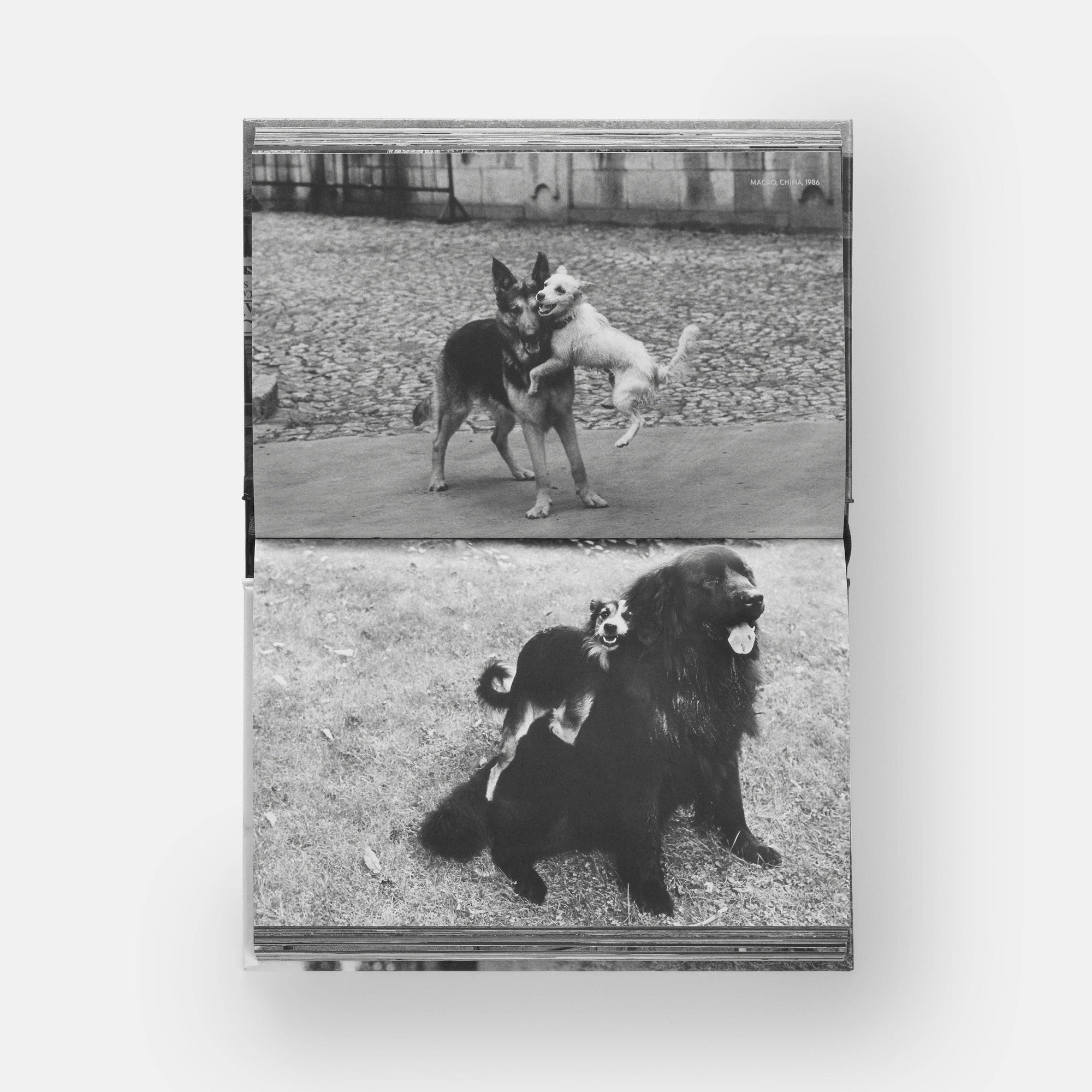 DogsDogs by Elliott Erwitt