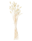 Fluffy Natural Bunny Tail Flowers Ivory Stems