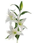 Pack of 6 x Artificial Flowers Large White Lily Stem - 3 Flowers 100cm-2