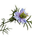 Purple Nigella Love In A Mist Stem