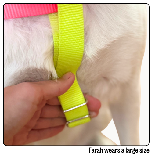 Nylon Colour Block Harness - Pink, Orange &amp; Yellow