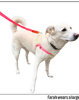 Nylon Colour Block Harness - Pink, Orange & Yellow