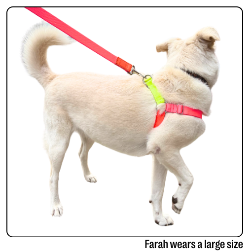 Nylon Colour Block Harness - Pink, Orange &amp; Yellow