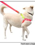 Nylon Colour Block Harness - Pink, Orange & Yellow