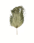 Sun Dried Palm Leaf Sculptural Display 95cm
