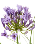 Vibrant Purple Potted Agapanthus Plant
