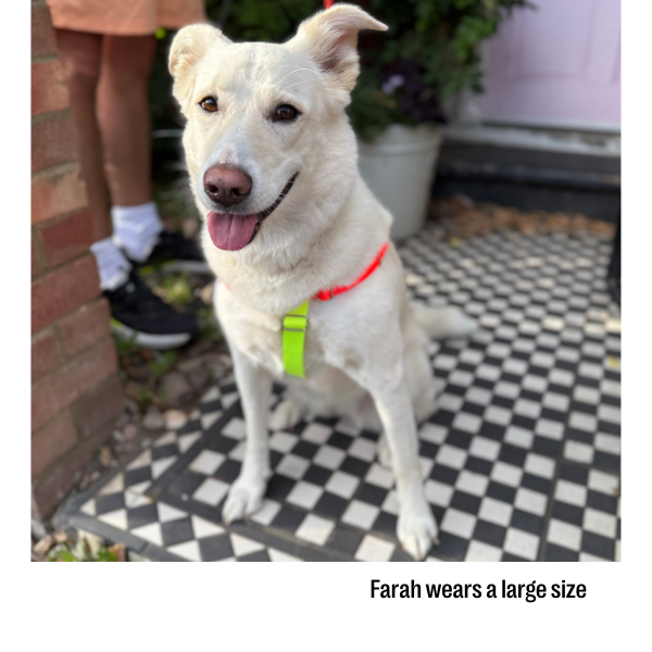 Nylon Colour Block Harness - Pink, Orange &amp; Yellow