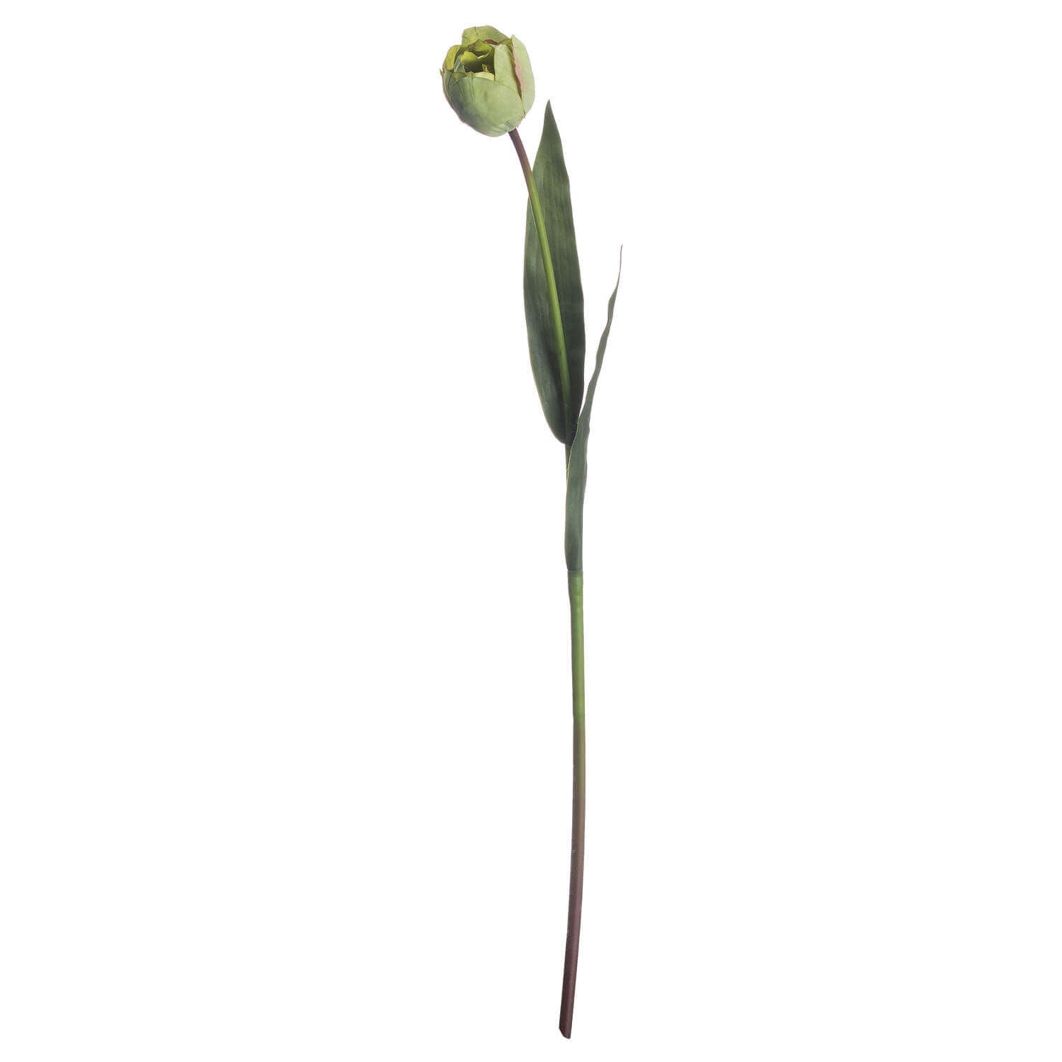 Fresh Green Tulip Effortless Spring Elegance Without Watering