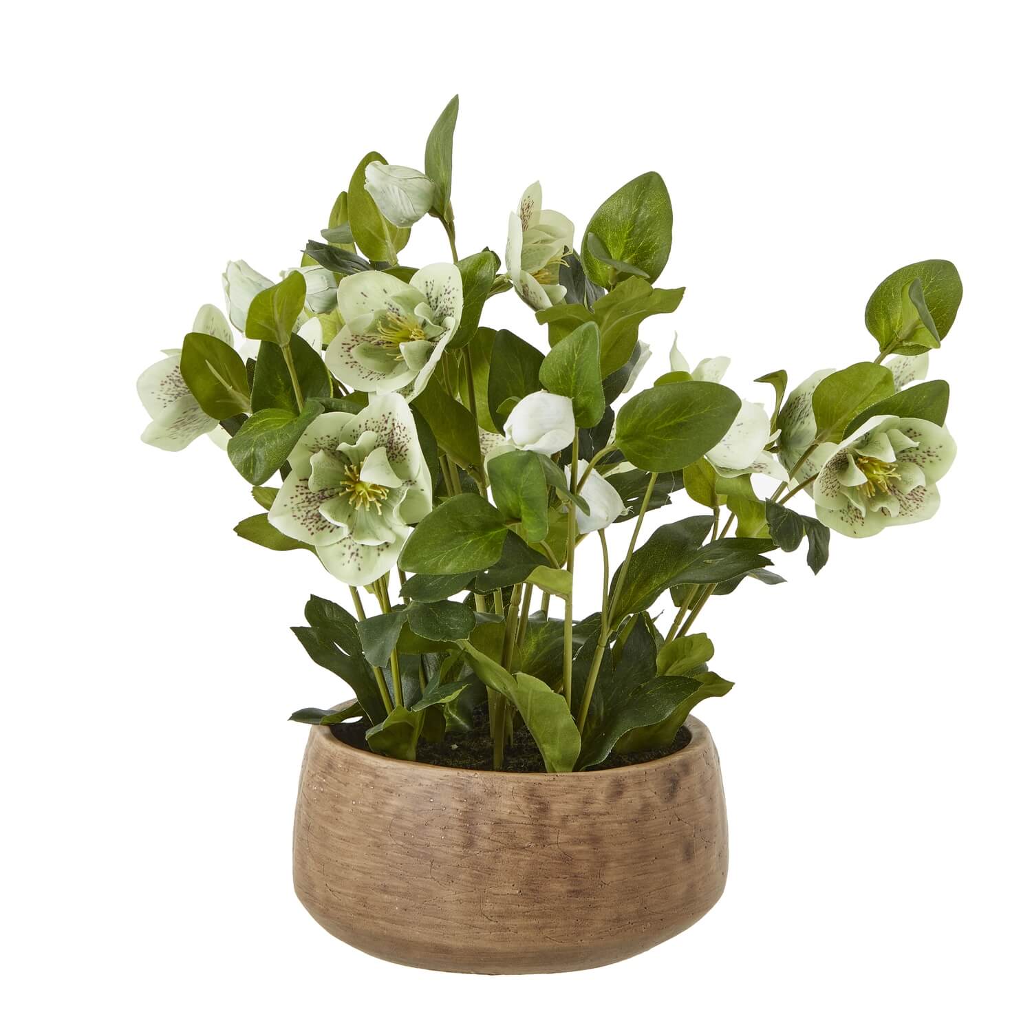 Green Hellebore Indoor Plant in Taupe Ceramic Pot