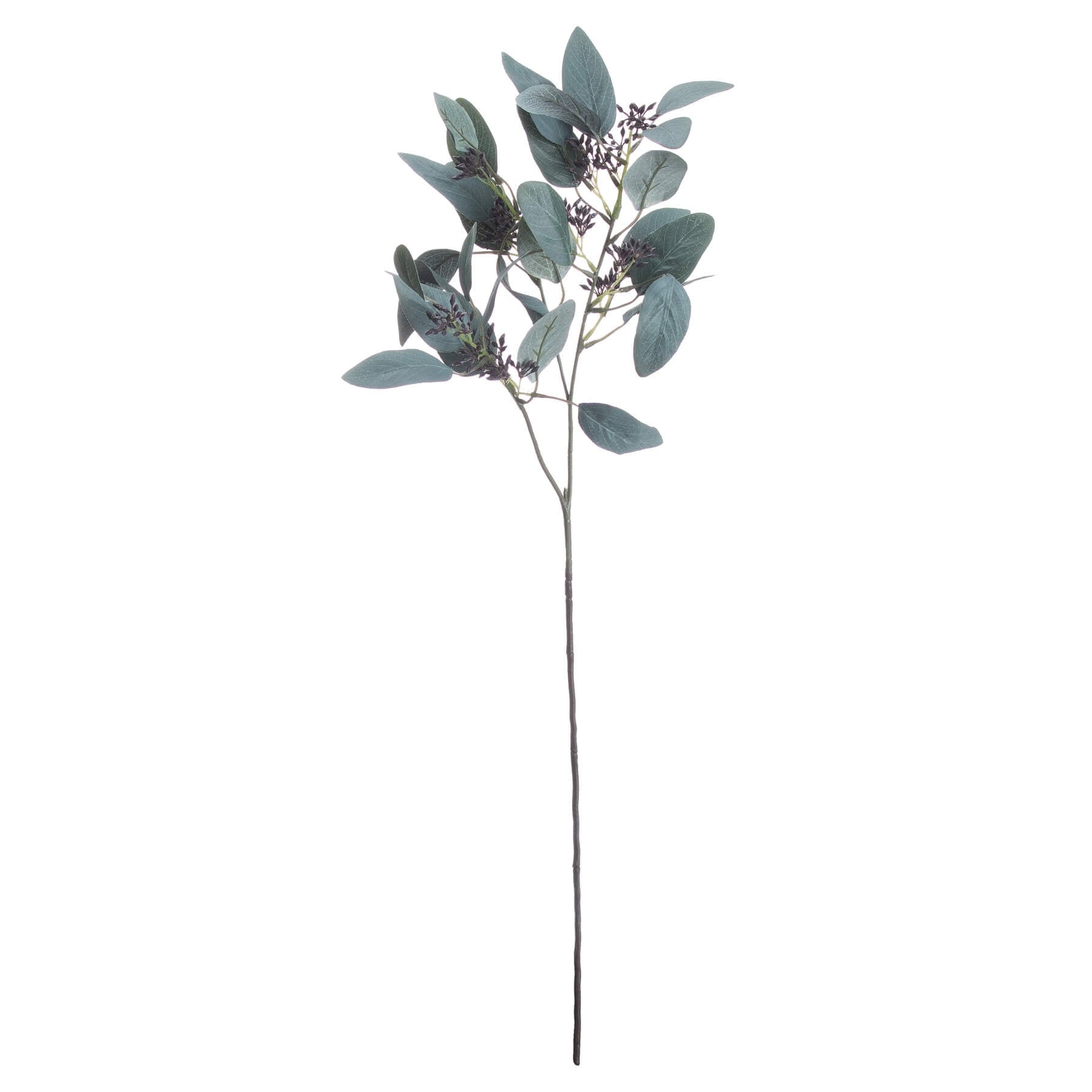 Fresh Seeded Eucalyptus Stems | Natural Home Decor