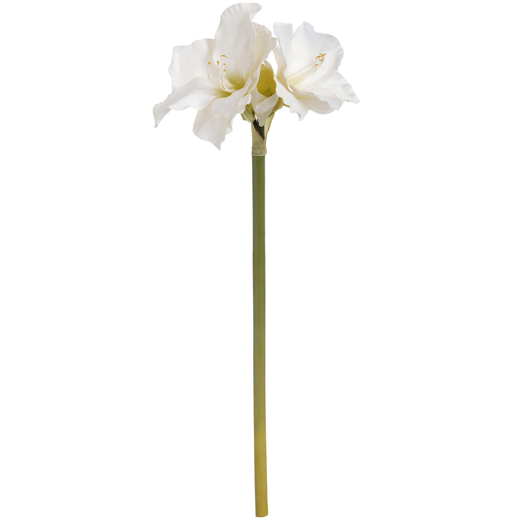 White Amaryllis Arrangement for Delightfully Stylish Interiors