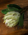 Large White Faux Protea Stem