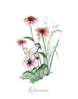 Echinacea Fairy Fine Art Print