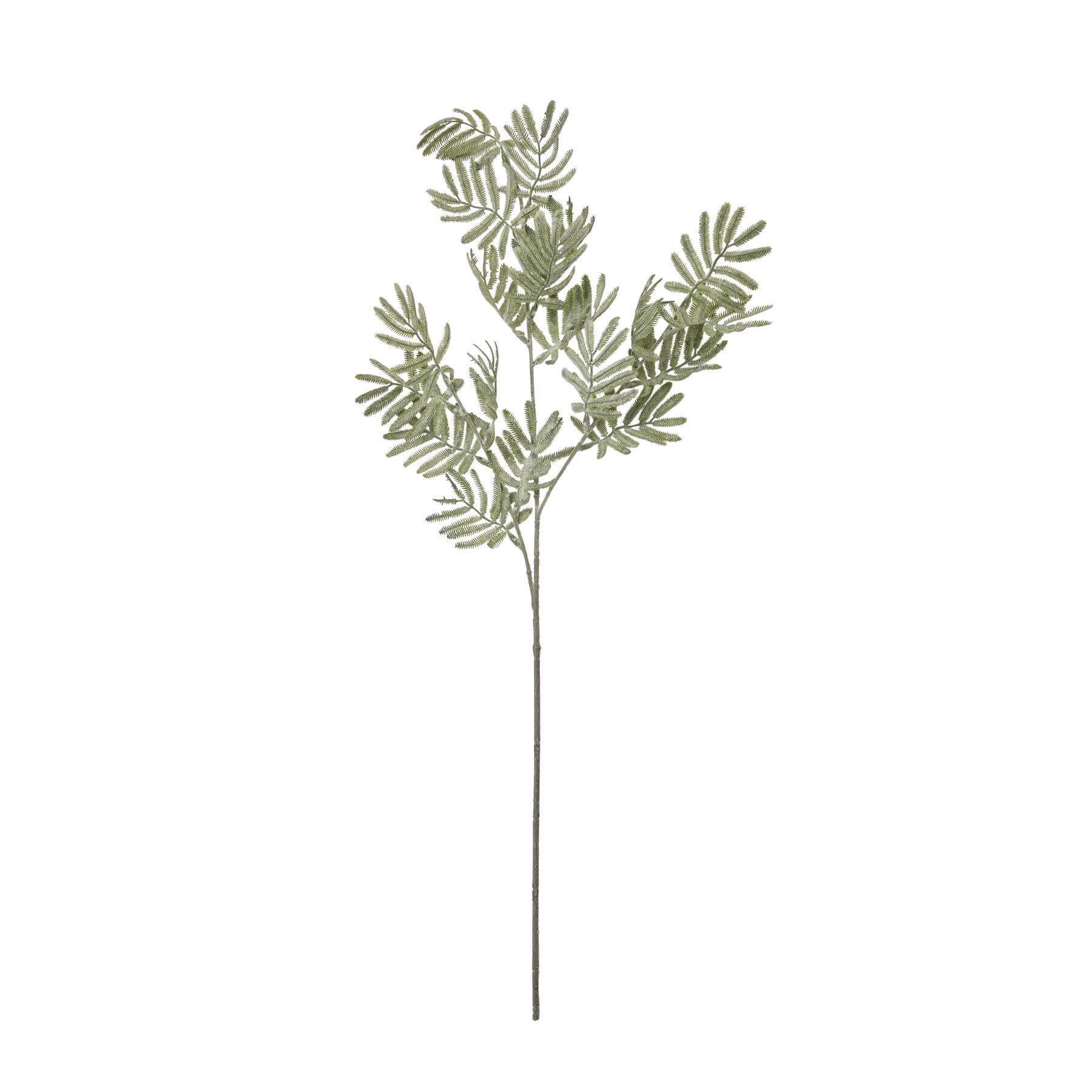 Silver Wattle Leaf Stem for a Calm Natural Look
