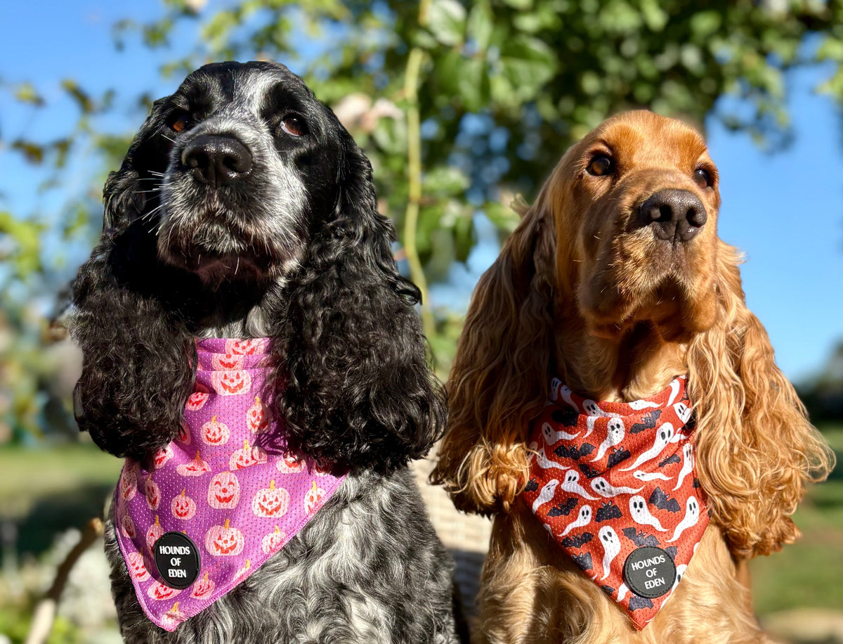 Orange Bats + Ghosts Halloween Dog Bandana 👻