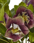Faux Plum Hellebore in Taupe Ceramic Pot
