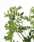 Artificial cow parsley stem with white blooms and green foliage, 100cm tall, realistic wildflower decor by sostter at brixbailey.com