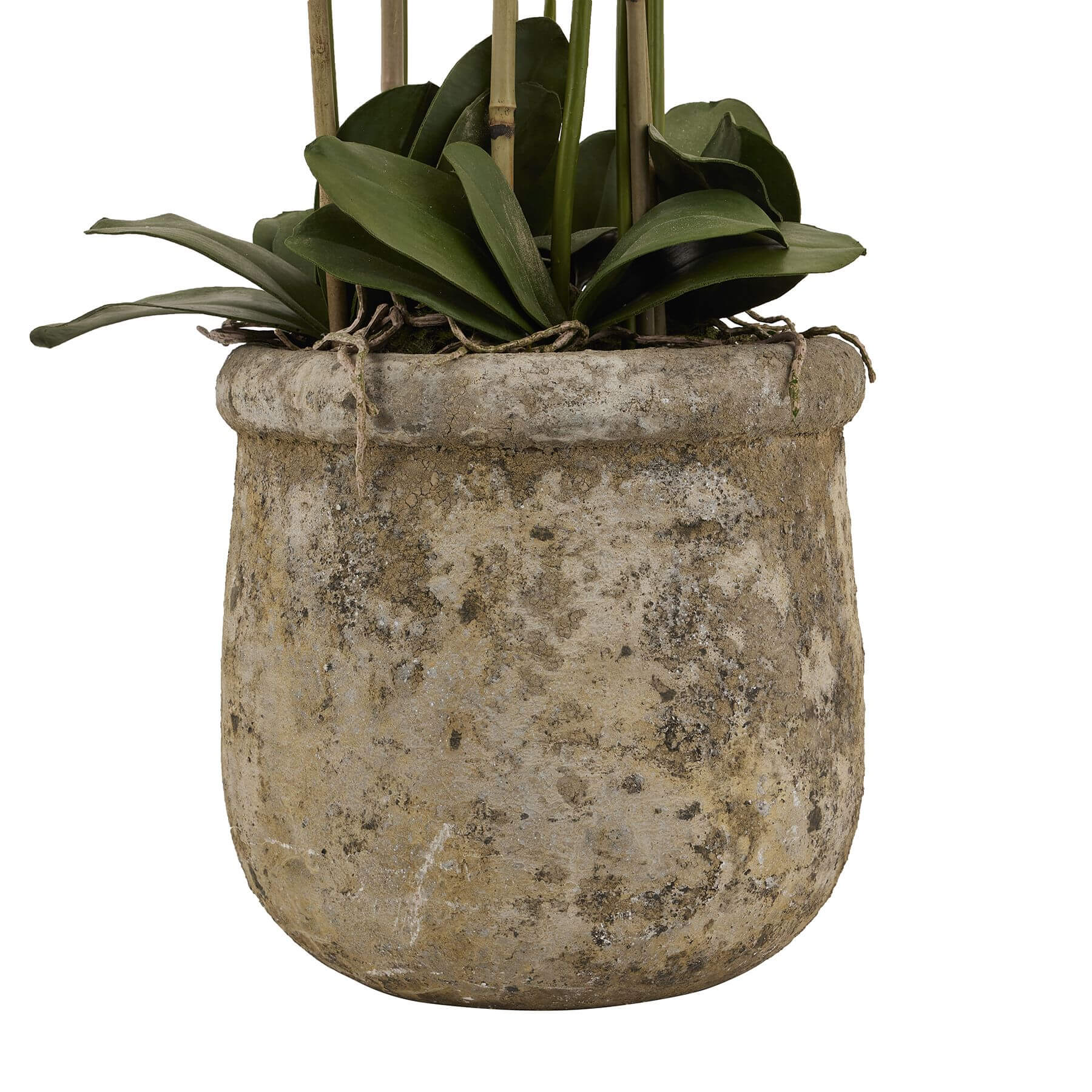 Luxury White Orchid in Vintage Stone Planter | Elegant Home Decor