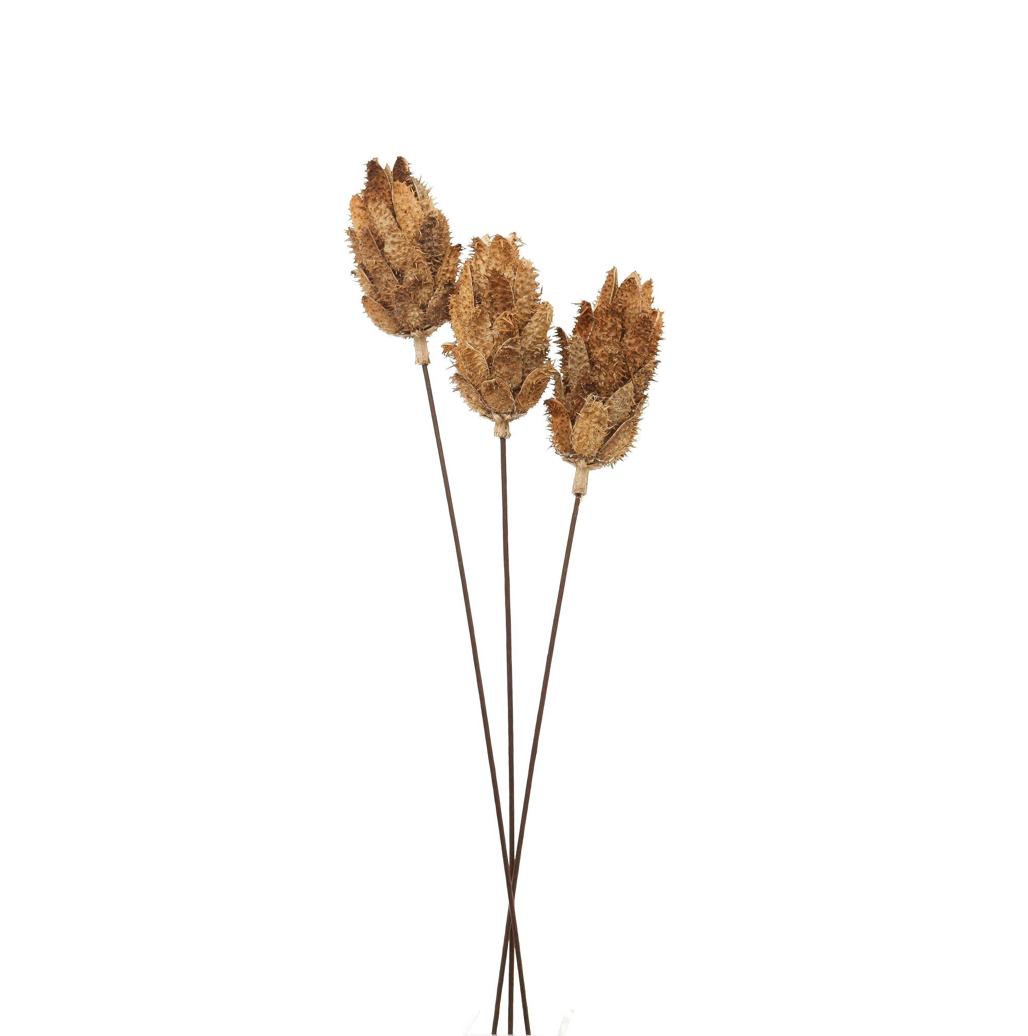 Elegant Dried Protea Bouquet | Long-Lasting Beauty