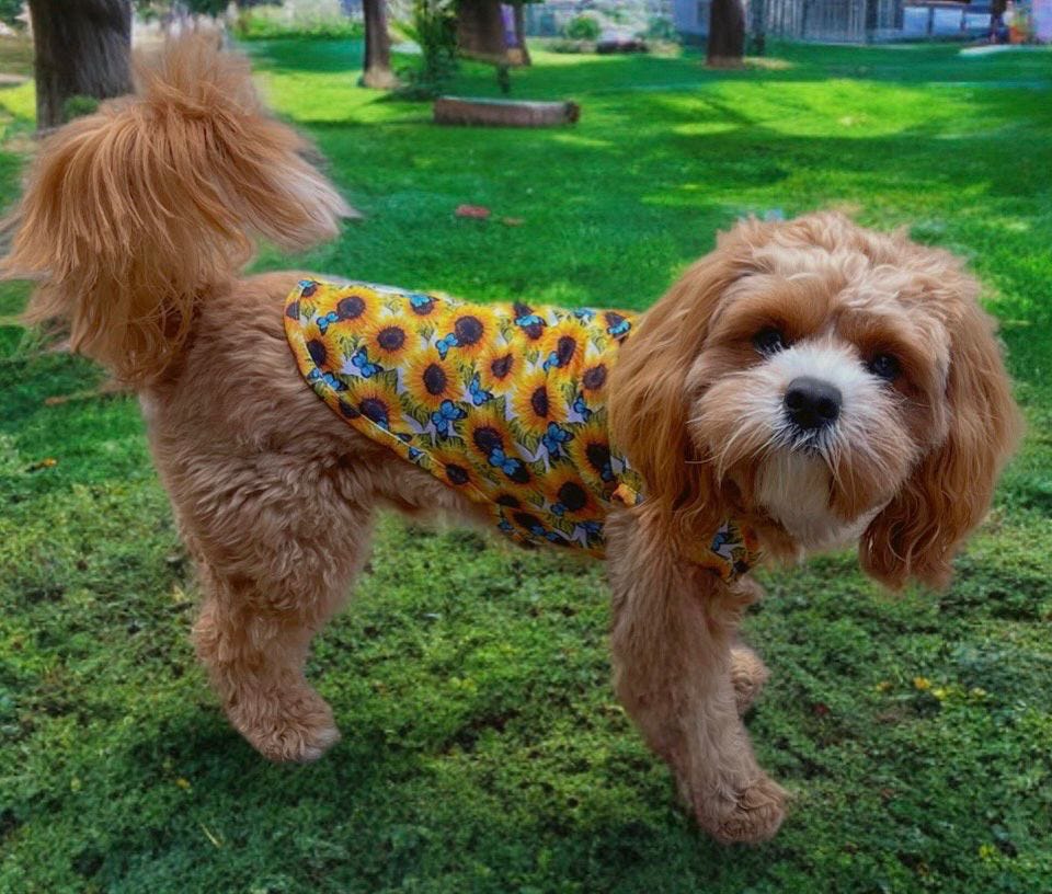 Sunflower Flutter Dog Cooling Vest