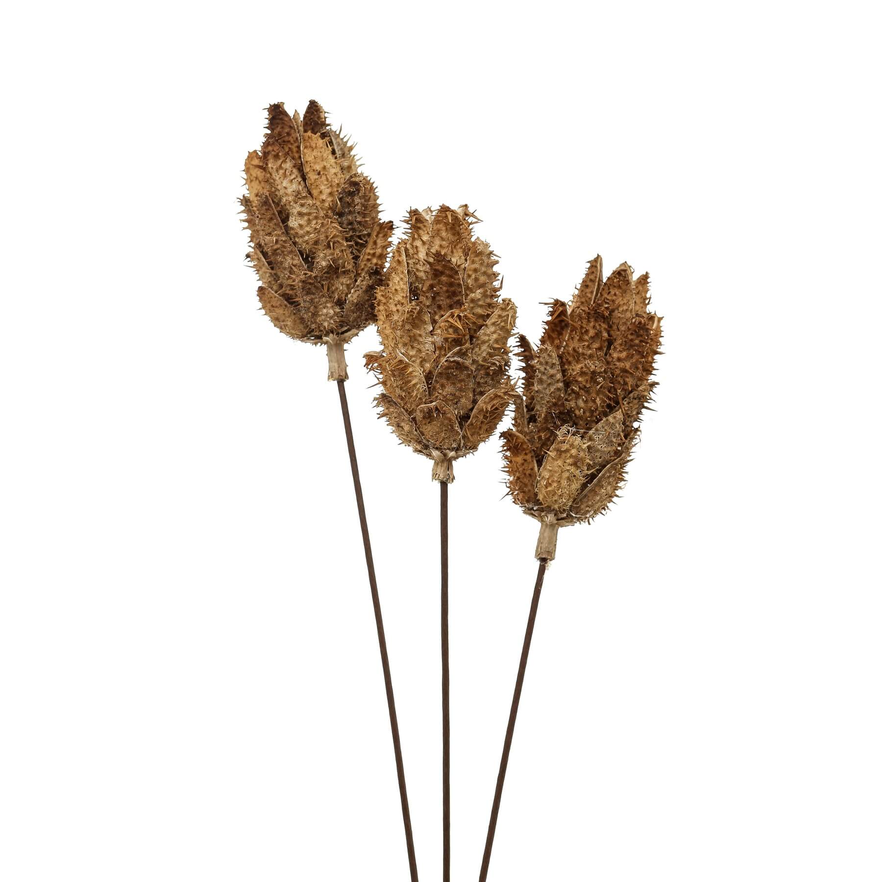Dried Protea Bouquet Natural Sculptural Beauty