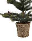 Medium Spruce Tree in Wicker Basket