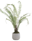 Large Potted Fern in Stone Effect Planter