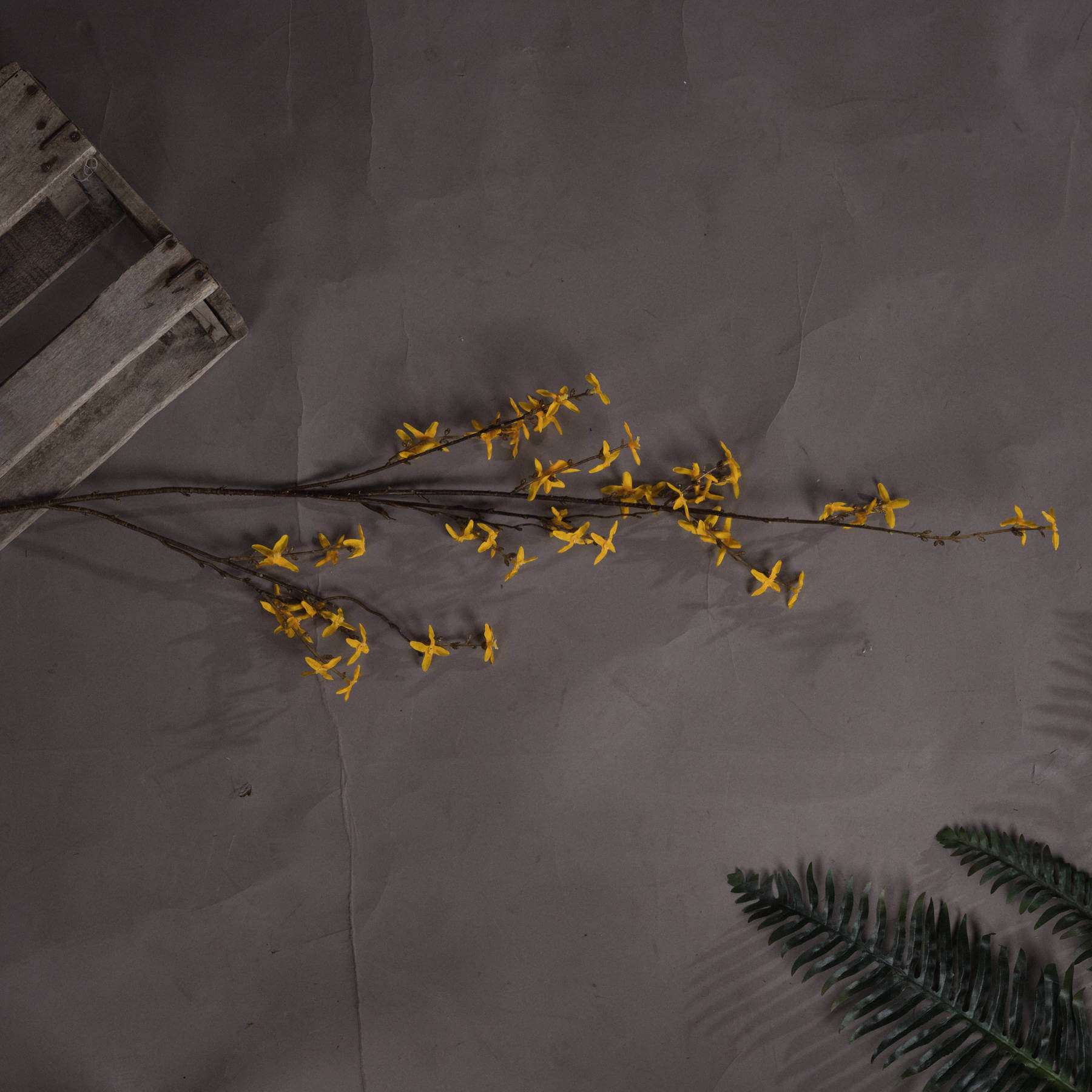 Blooming Forsythia | Bright Yellow Spring Flowers