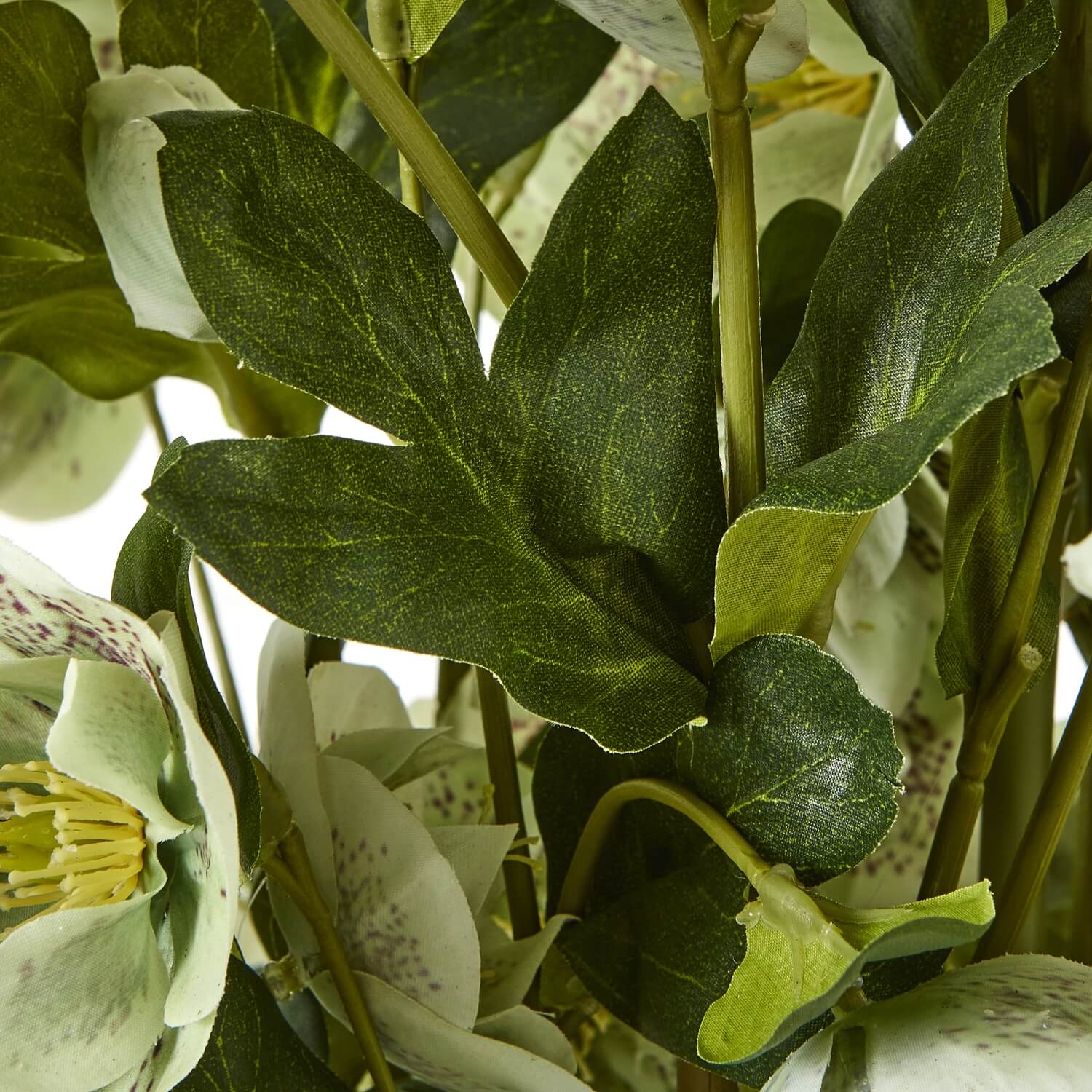 Large Green Hellebore in Taupe Pot Planter