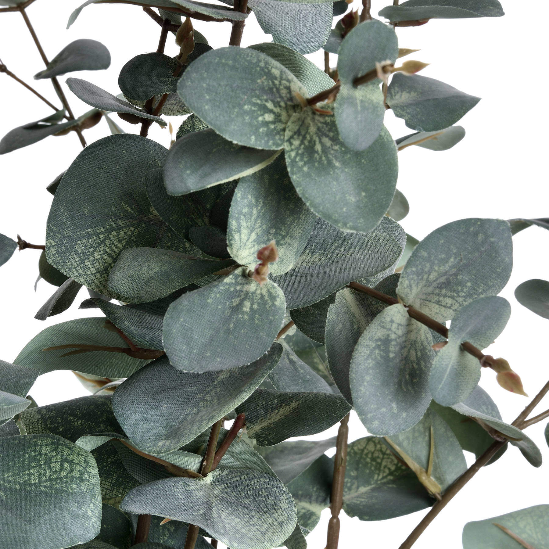 Fresh Variegated Eucalyptus | Natural Aromatic Foliage