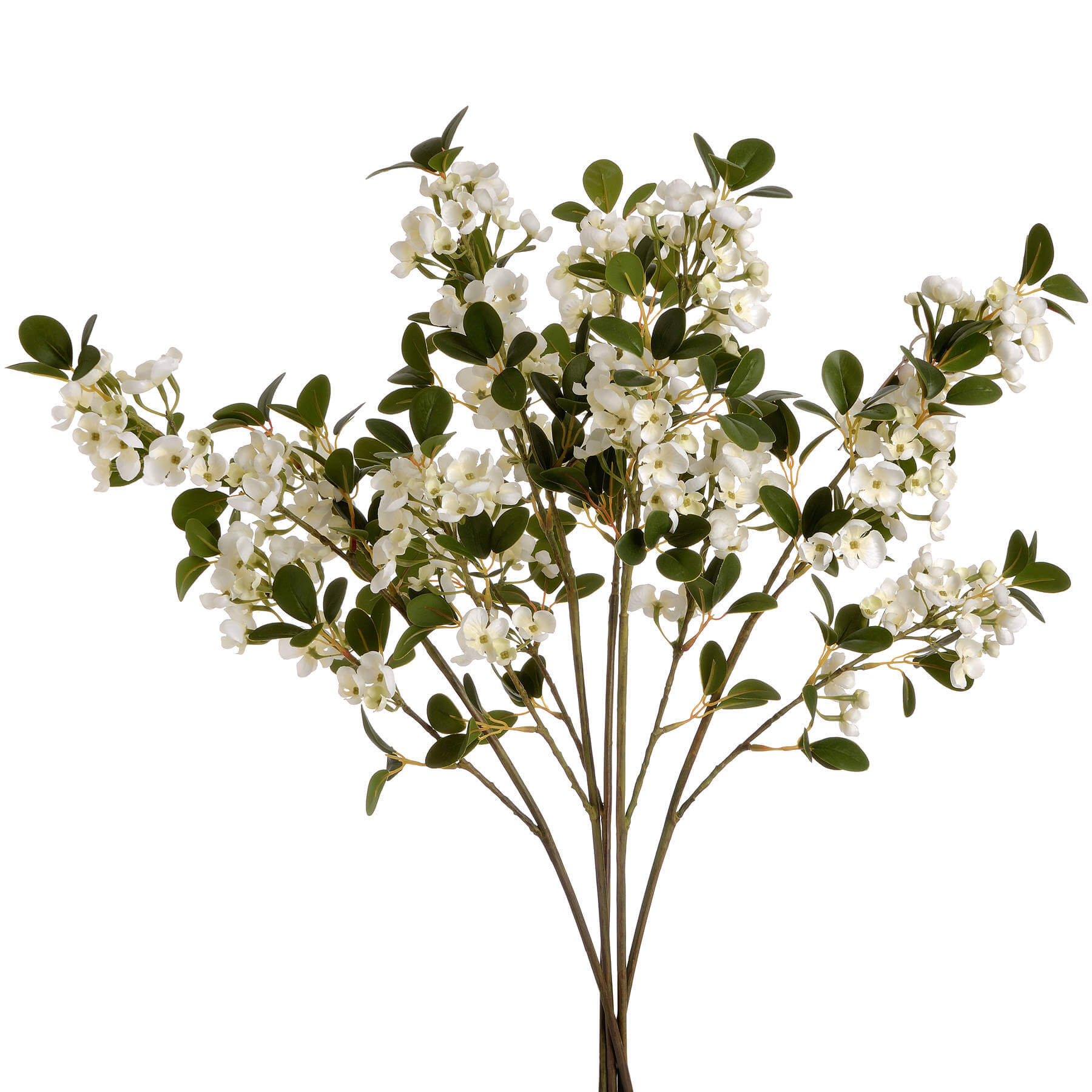 Fragrant White Mock Orange Blossom | Spring Freshness