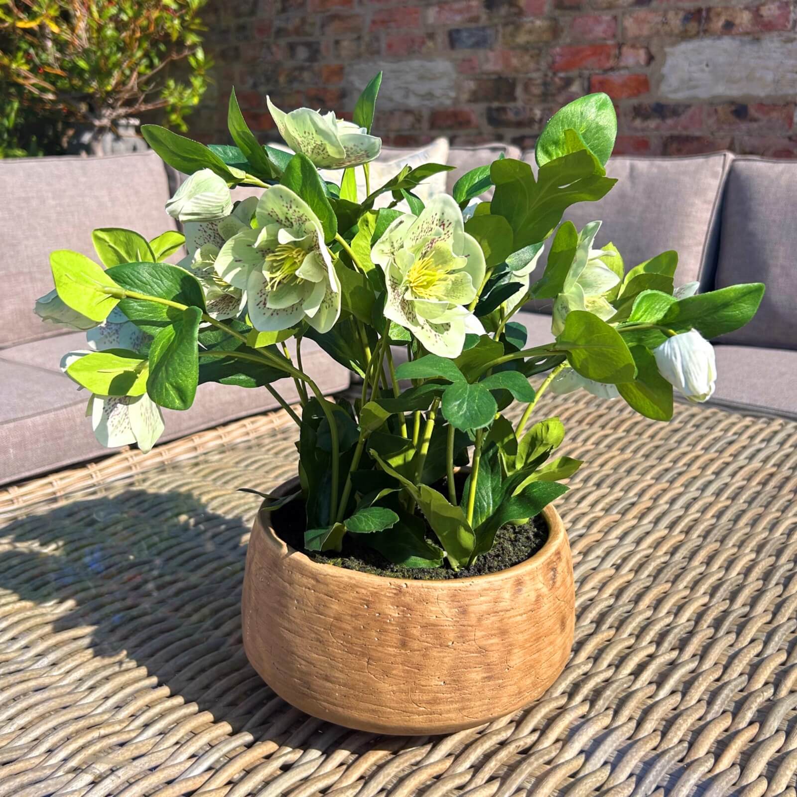 Green Hellebore Indoor Plant in Taupe Ceramic Pot