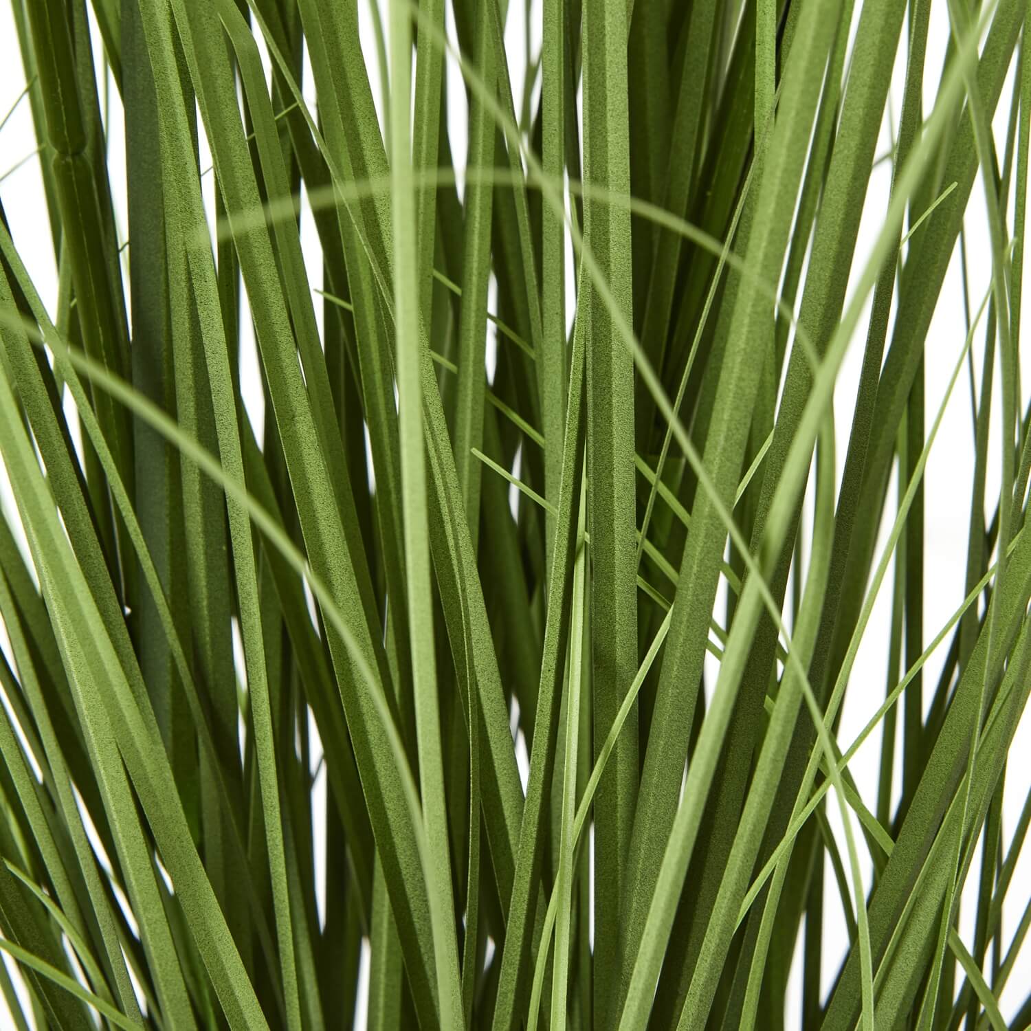 Vibrant Purple Potted Agapanthus Plant