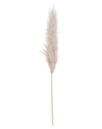 Cream Pampas Grass Stems for Home Styling