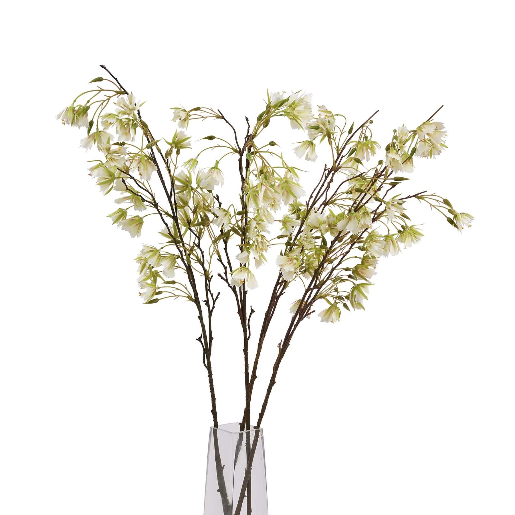 Soothing Elaeocarpus Stem | Natural Relaxation