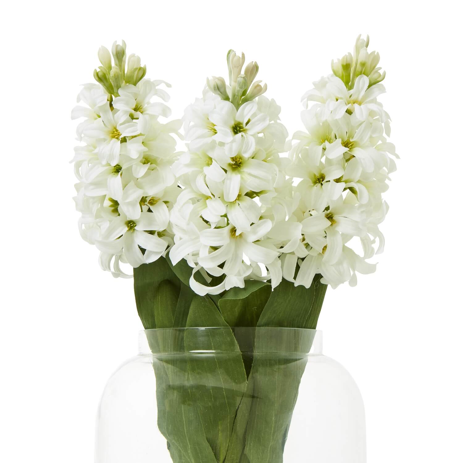 Pure White Hyacinth Stems | Elegant Fresh Blooms