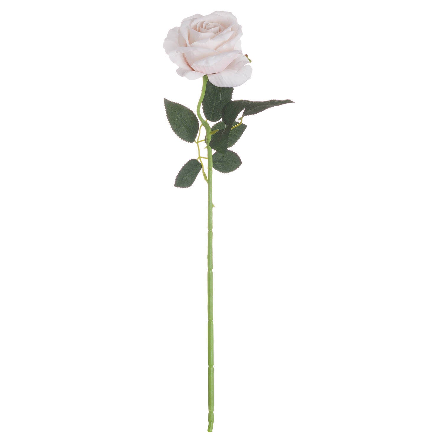 Soft Pastel Pink Tea Rose | Elegant &amp; Romantic Blooms