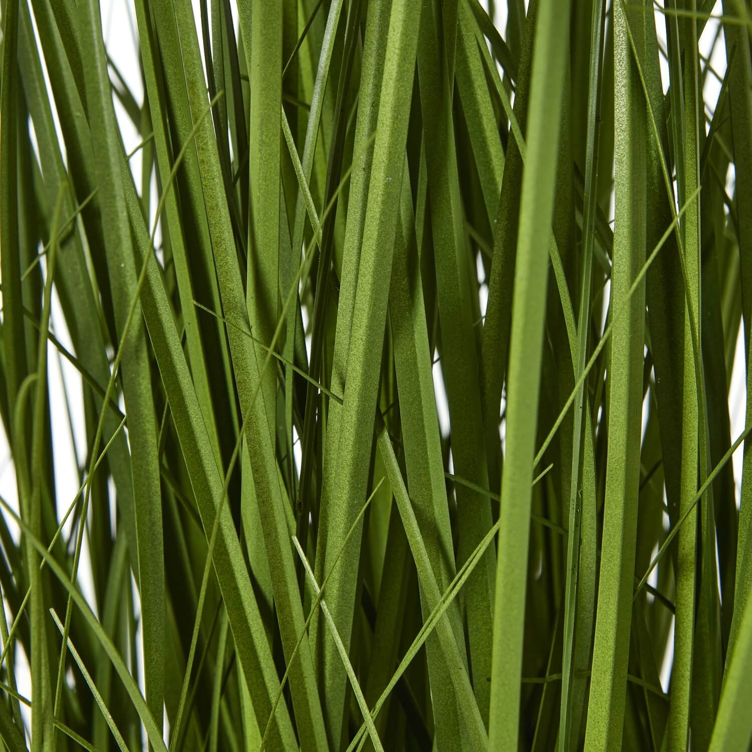 Pure White Allium Potted Plant with Blooming Flowers