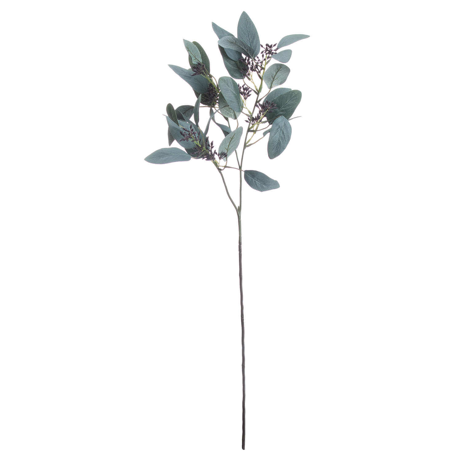 Fresh Seeded Eucalyptus Stems | Natural Home Decor