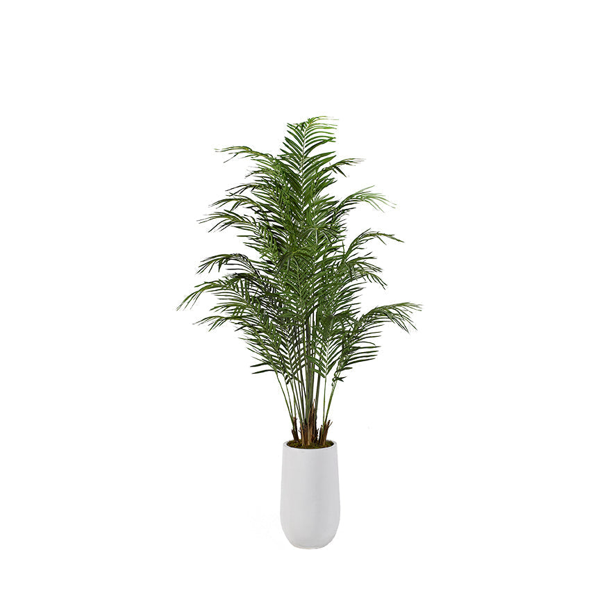 Areca Palm Tree in White Planter 8′