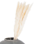 Mini White Pampas Grass Set of 15 Decorative Stems