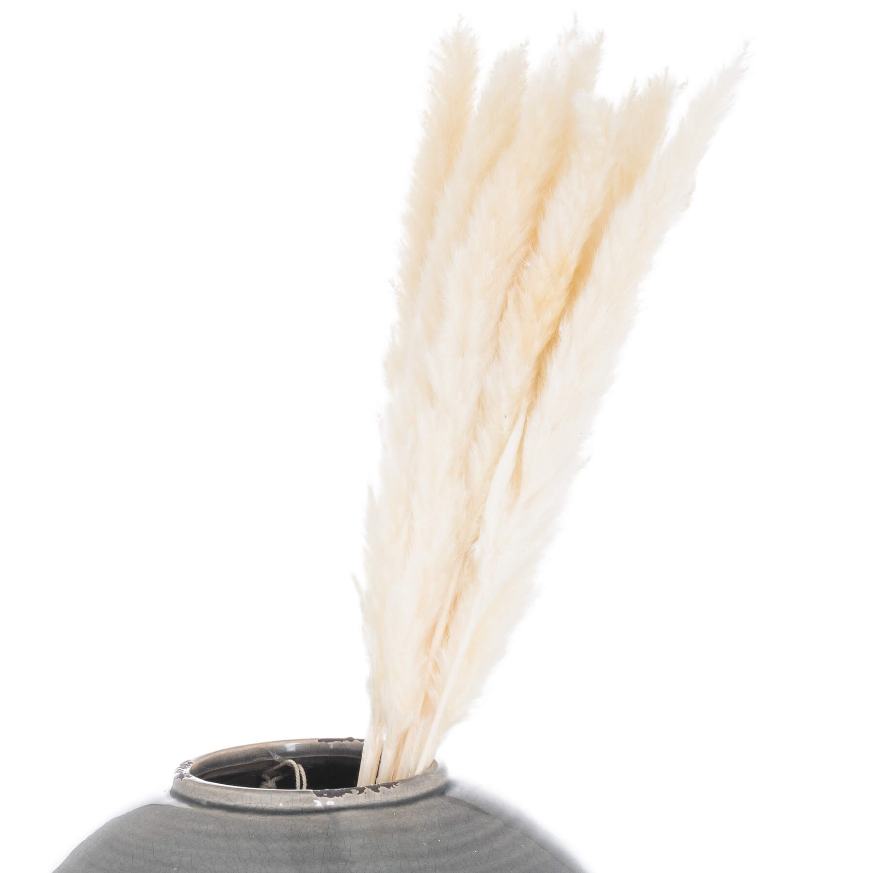 Mini White Pampas Grass Set of 15 Soft Stylish Stems