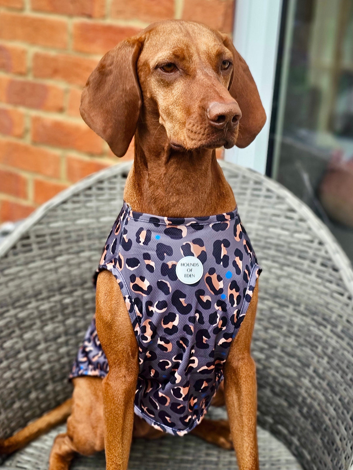 Steel Leopard Dog Cooling Vest