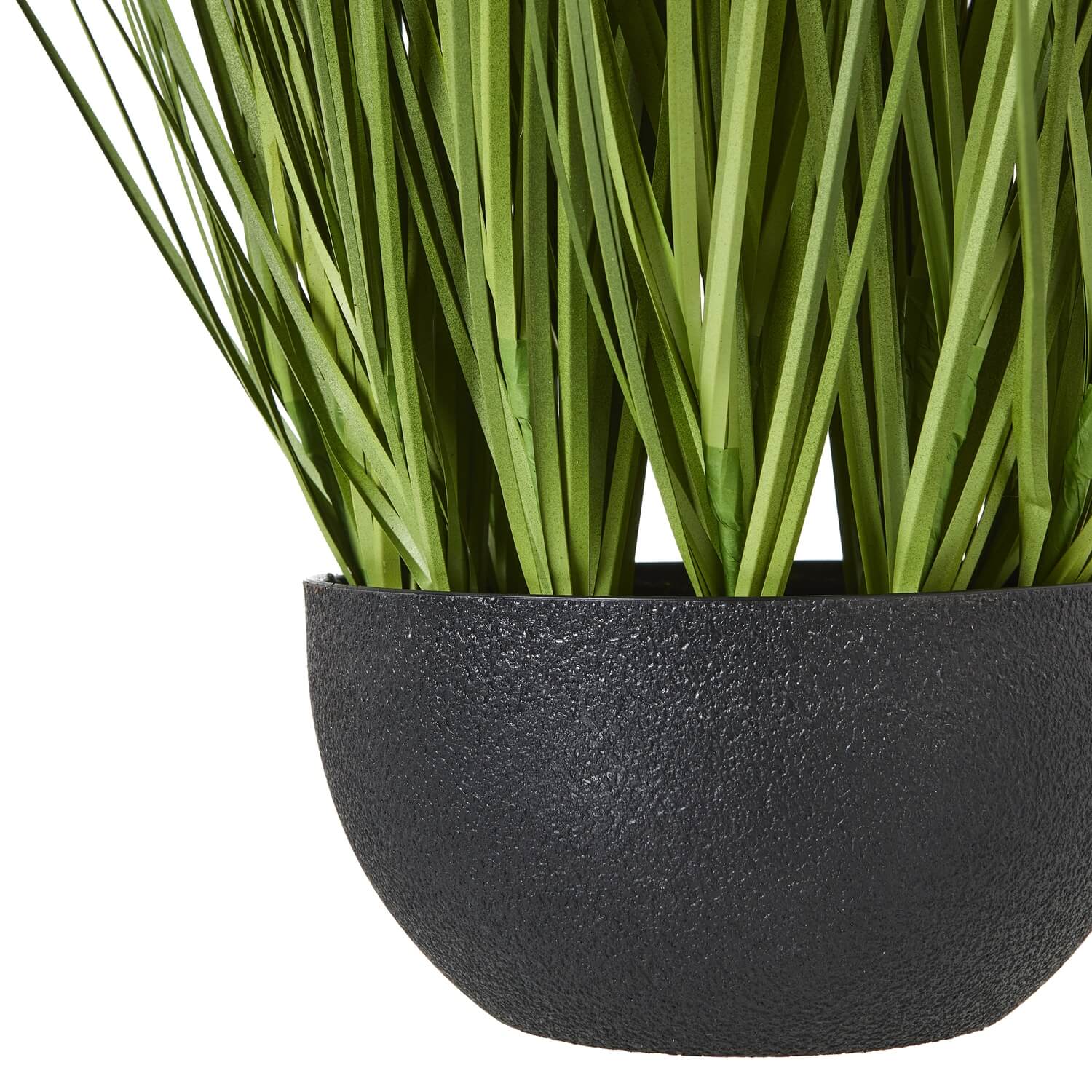 Pure White Allium Potted Plant with Blooming Spherical Flowers