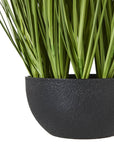 Pure White Allium Potted Plant with Blooming Spherical Flowers
